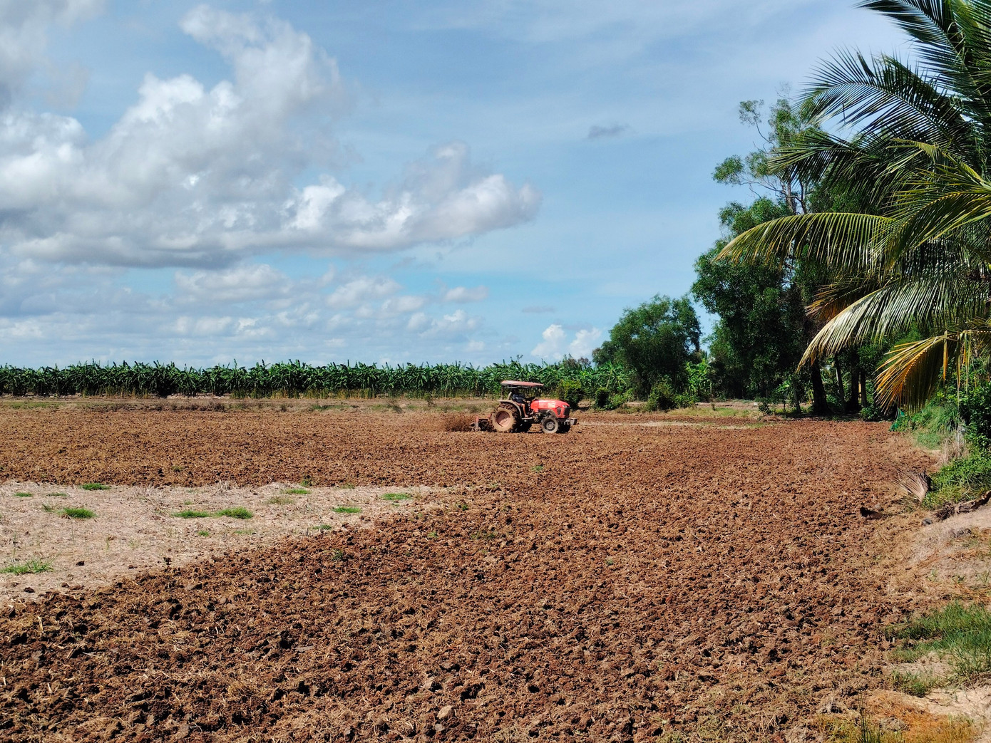 Nông dân xã Khánh Bình Tây Bắc (huyện Trần Văn Thời) chuẩn bị đất xuống giống vụ lúa Hè - Thu 2024.