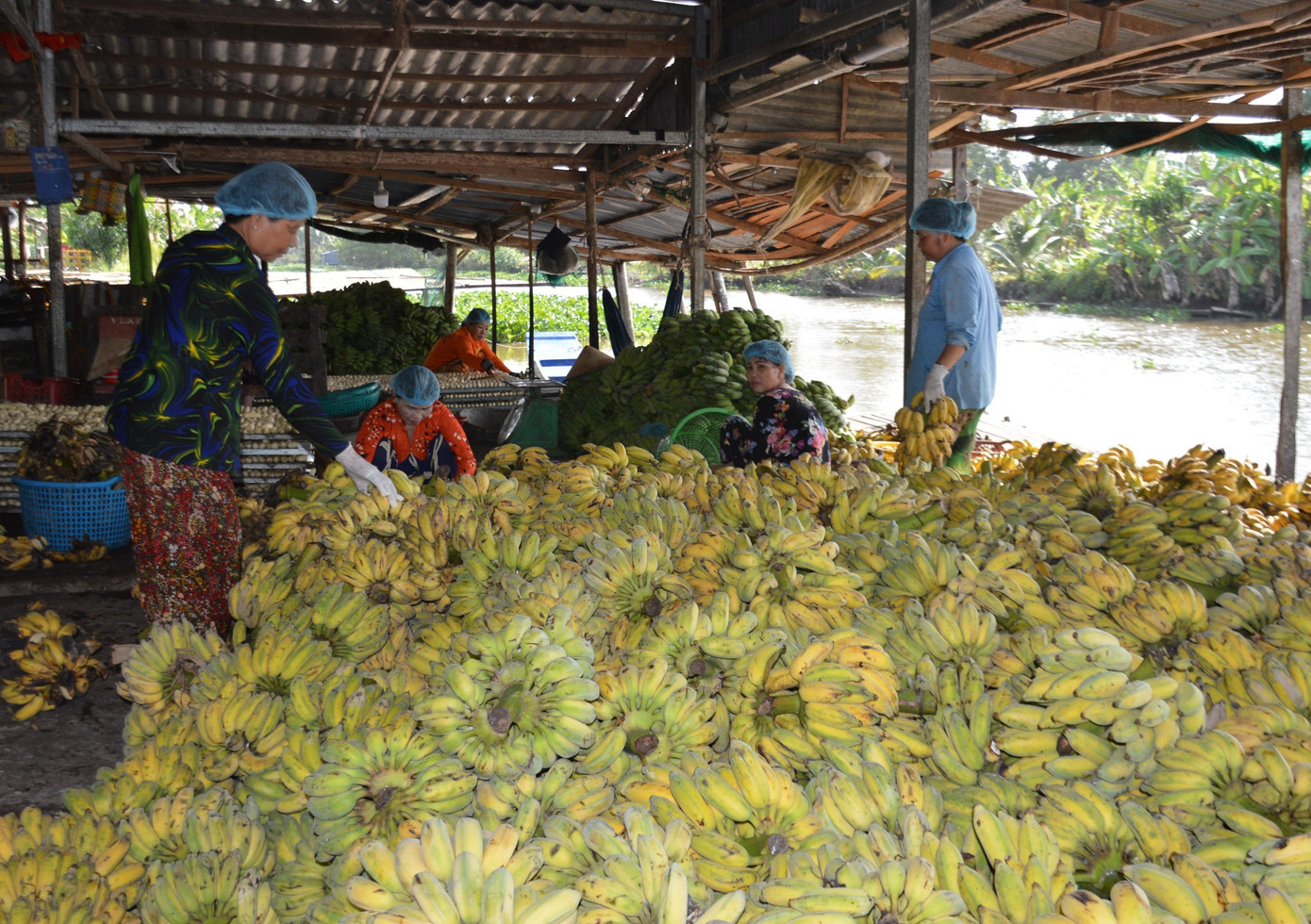 Nghề ép chuối khô tạo việc làm cho hàng chục lao động nhàn rỗi tại địa phương với mức lương 4-6 triệu đồng mỗi tháng.