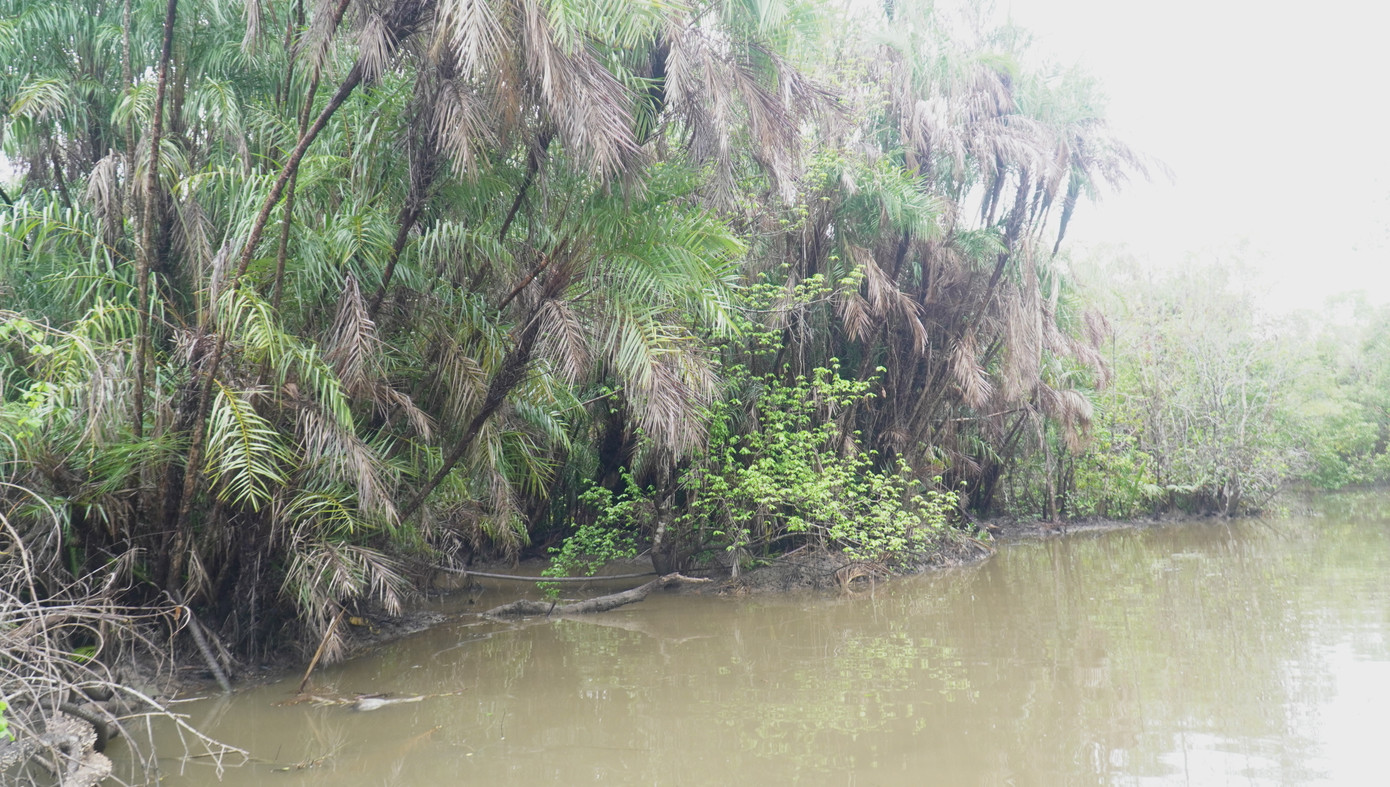 Mới đây, Chủ tịch UBND tỉnh Cà Mau đã giao Sở Tài nguyên và Môi trường chủ trì, phối hợp các đơn vị có liên quan rà soát, báo cáo bổ sung, làm rõ thêm một số nội dung trong dự án khôi phục vườn chim Chà Là, đặc biệt liên quan tới đất, rừng, các khu vực chức năng...