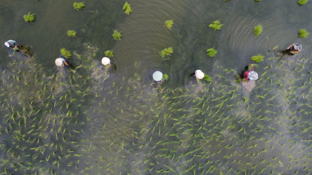 Những năm gần đây, trên địa bàn huyện Thới Bình duy trì ổn định khoảng 25.000ha lúa – tôm, trong đó bà con nông dân đều áp dụng hình thức ném mạ chiếm gần 50% tổng diện tích lúa - tôm của toàn huyện.