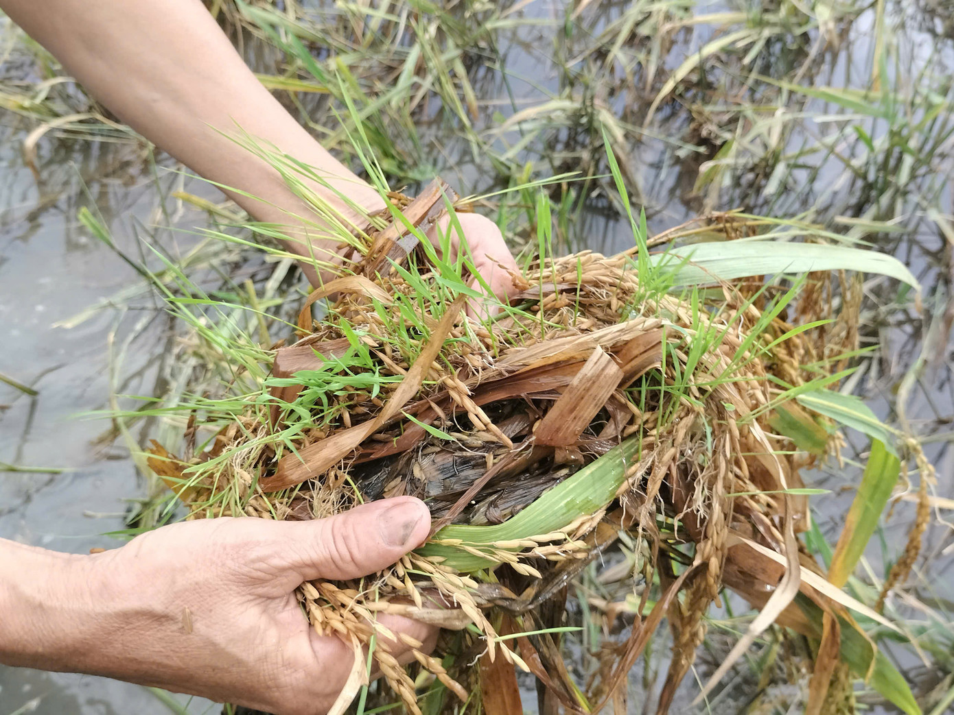 Lúa bị đổ rạp, ngâm nước đang nảy mầm. Lúa bị đổ rạp, ngâm nước đang nảy mầm.