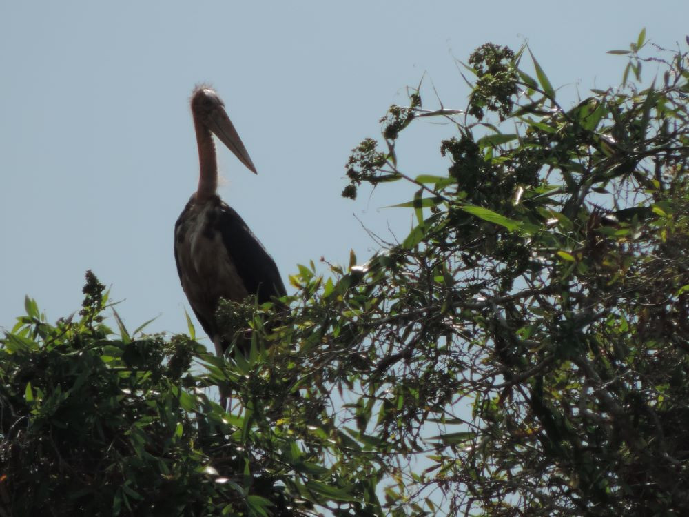 Chim Già đẫy Java có cổ và đầu hói sống tại Vườn quốc gia U Minh Hạ.