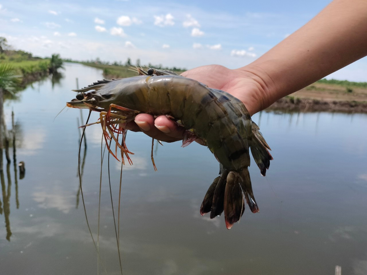 Tôm được nuôi theo mô hình tôm - lúa đạt chứng nhận BAP.