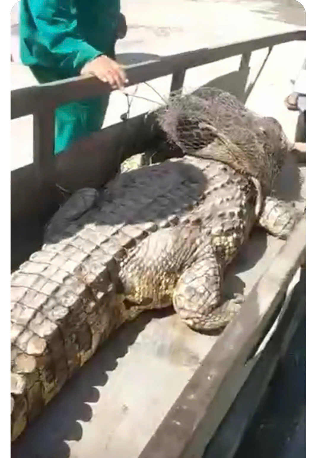 Con cá sấu được người dân bắt được đưa vào bờ. Con cá sấu được người dân bắt được đưa vào bờ.