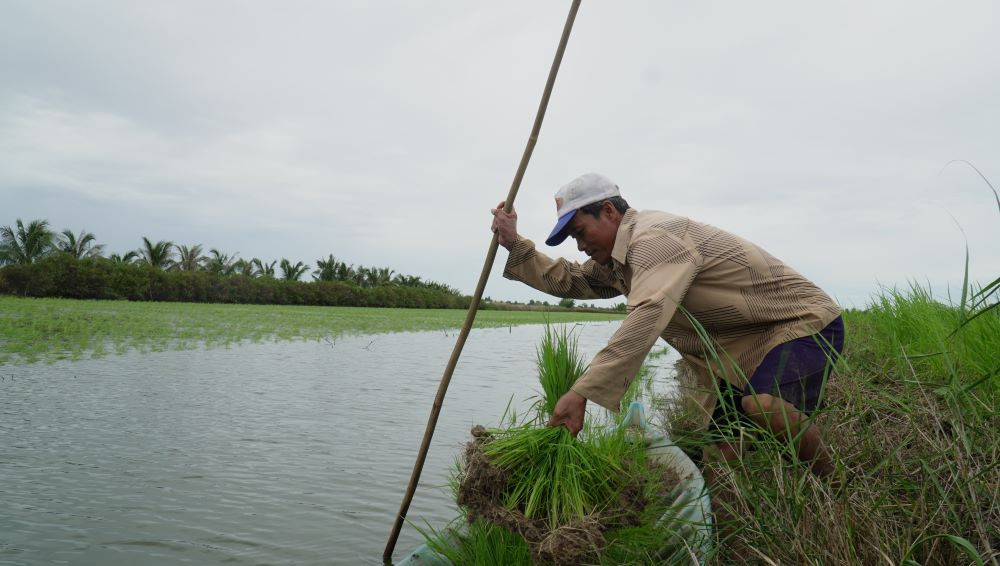 Theo ông Tươi, sau khi nhổ mạ, nông dân không nên ném liền mà để mạ từ 2 đến 3 đêm dưới ruộng cho ra rễ trắng mới ném. Mạ phải ném với khoảng cách khoảng 20cm.