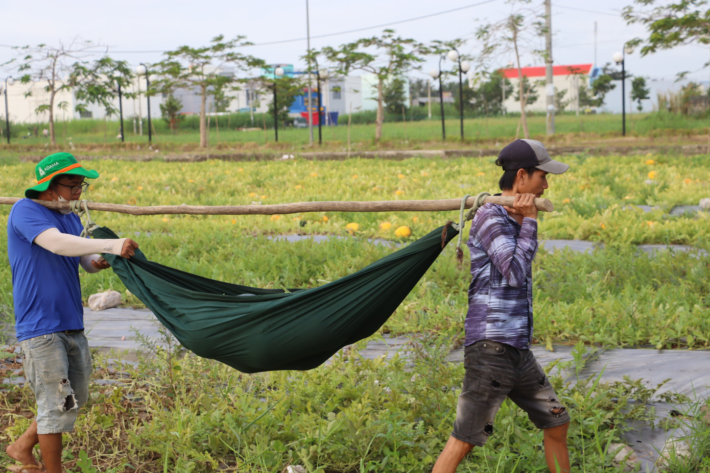 Tuyệt chiêu dùng võng gánh dưa hấu đã giúp người dân xã Lý Văn Lâm đẩy nhanh tiến độ vận chuyển từ ruộng ra bãi tập kết. Tuyệt chiêu dùng võng gánh dưa hấu đã giúp người dân xã Lý Văn Lâm đẩy nhanh tiến độ vận chuyển từ ruộng ra bãi tập kết.
