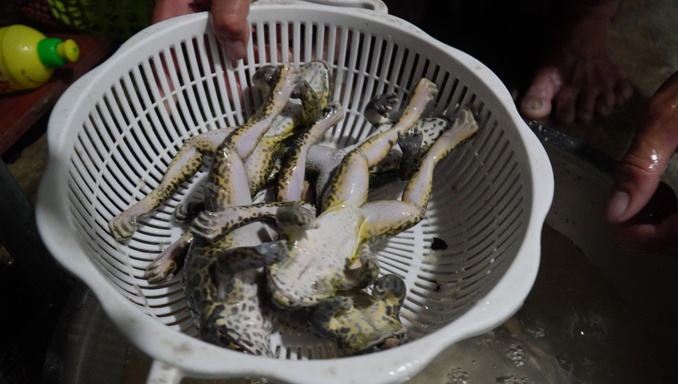 Mùa soi ếch đêm không chỉ là mùa kiếm thêm thu nhập những lúc nông nhàn mà còn là mùa vui. Mùa của kỷ niệm gắn bó tuổi thơ với đồng ruộng, với những ngày mưa.