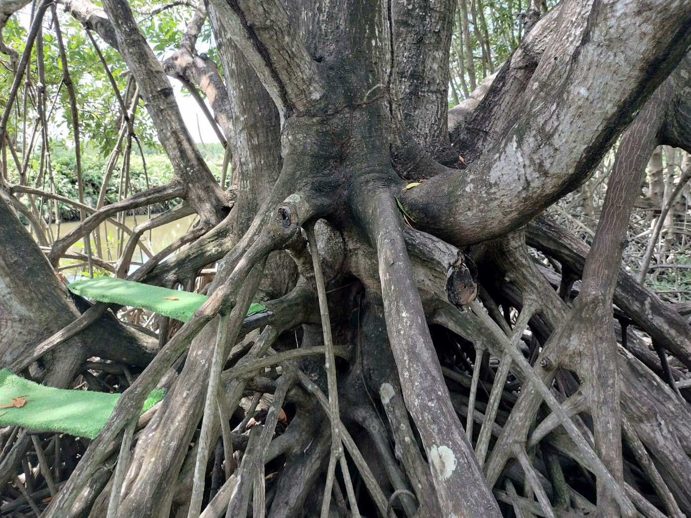 Du khách Vũ Hiếu Dương đến từ thành phố Hồ Chí Minh cũng nói: “Tôi thấy tuyệt vời chưa thấy nơi đâu có cây đước cổ thụ như thế này, rất đẹp. Tôi lần đầu đến đây thấy không khí rất trong lành, con người Cà Mau thân thiện, mến khách”.