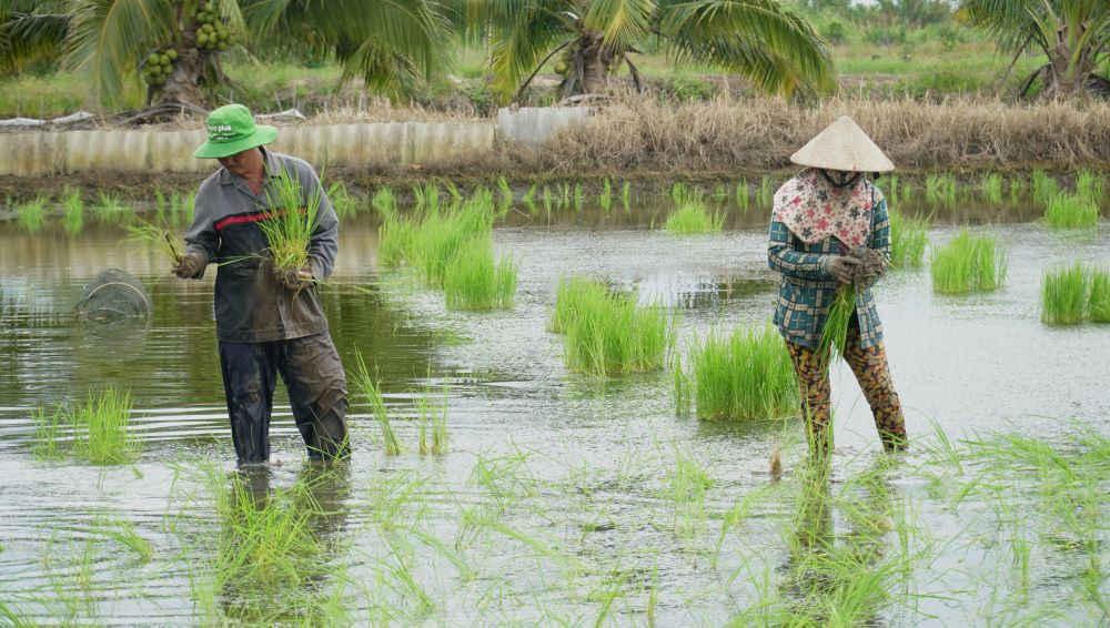 Chị Châu Lệ Huyền có kinh nghiệm hơn 10 năm làm công việc ném lúa mướn. Theo chị, mỗi người bình thường có thể ném được 2 công đất, thu nhập từ 300.000 – 500.000 đồng/ngày.