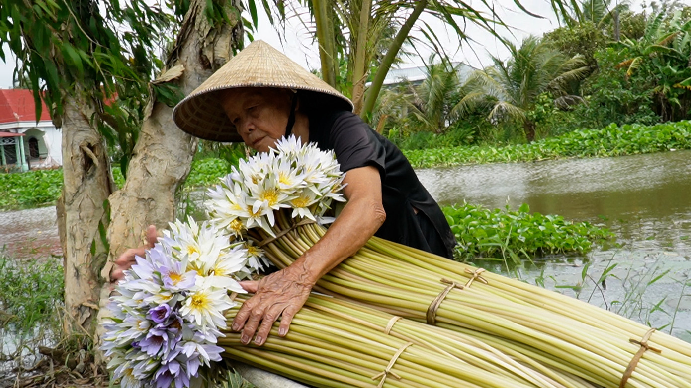 Bông súng có thể chế biến các món ăn như gỏi bông súng, canh chua, lẩu mắm, hay có thể ăn sống chấm với mắm kho...
