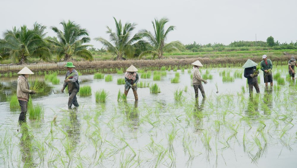 Ném mạ hay còn gọi là lúa thảy thay cho lúa cấy đang chứng tỏ được ưu thế và được người dân vùng sản xuất lúa - tôm huyện Thới Bình (Cà Mau) ưa chuộng.
