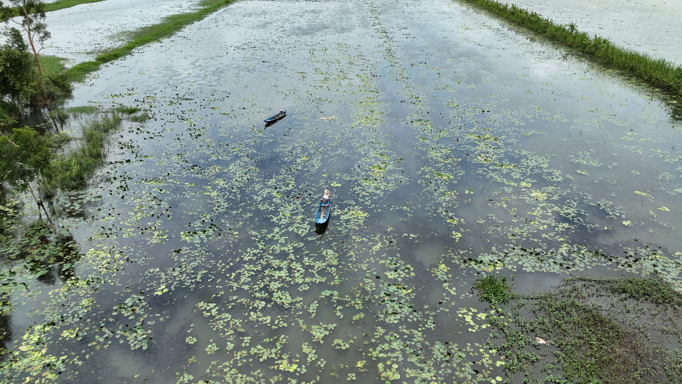 Do năm nay mưa nhiều, nước lên cao nên một số nơi vùng trũng ở huyện Trần Văn Thời (Cà Mau) không thể trồng lúa, trở thành đầm nước màu mỡ cho cây súng dại phát triển.