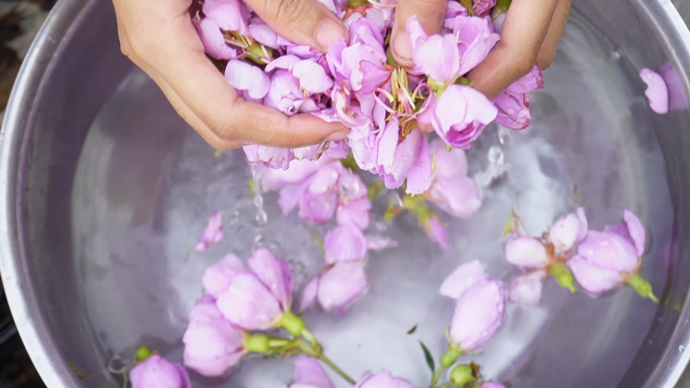 Hoa mua thường nở rộ vào những buổi sáng hoặc sau mưa của mùa hạ. Hoa mua có vị thơm nhẹ, ăn vào có vị chát nên việc kết hợp hoa mua, đọt choại với các loại thịt, cá, tôm sẽ giúp cho người ăn không bị ngán. Hoa mua thường nở rộ vào những buổi sáng hoặc sau mưa của mùa hạ. Hoa mua có vị thơm nhẹ, ăn vào có vị chát nên việc kết hợp hoa mua, đọt choại với các loại thịt, cá, tôm sẽ giúp cho người ăn không bị ngán.