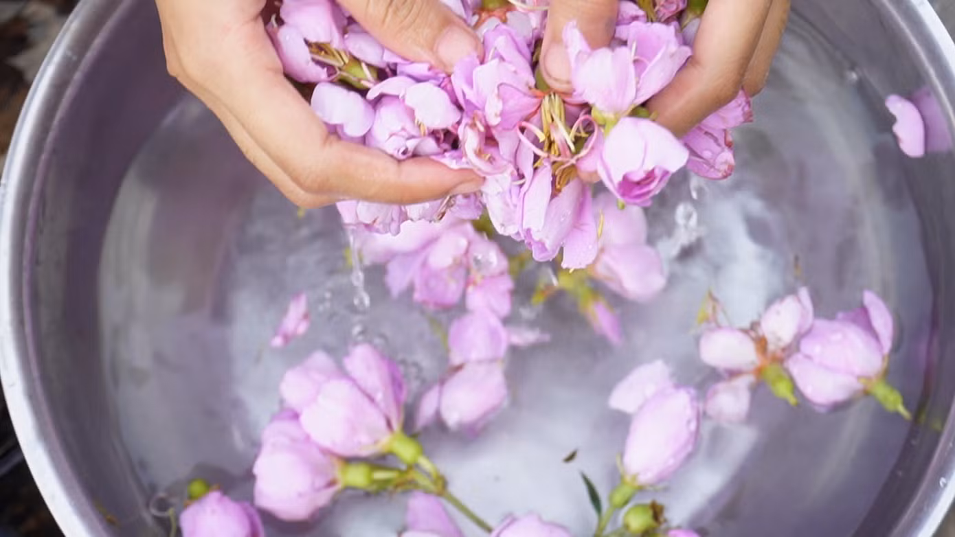 Hoa mua thường nở rộ vào những buổi sáng hoặc sau mưa của mùa hạ. Hoa mua có vị thơm nhẹ, ăn vào có vị chát nên việc kết hợp hoa mua, đọt choại với các loại thịt, cá, tôm sẽ giúp cho người ăn không bị ngán.