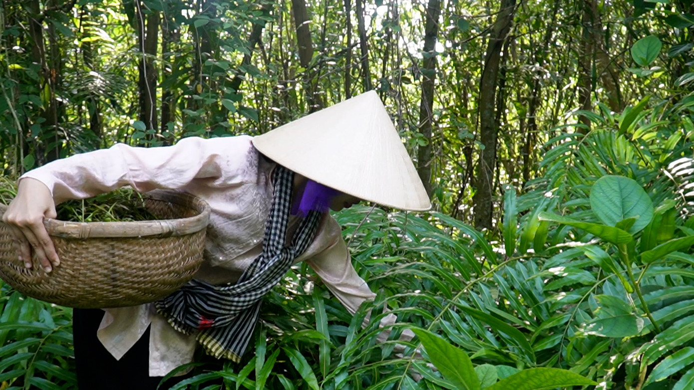 Với người dân xứ rừng U Minh Hạ, đọt choại được hái ăn kèm trong món lẩu mắm, luộc chấm với các món kho, giờ đây còn thêm món gỏi với hoa mua. Với người dân xứ rừng U Minh Hạ, đọt choại được hái ăn kèm trong món lẩu mắm, luộc chấm với các món kho, giờ đây còn thêm món gỏi với hoa mua.