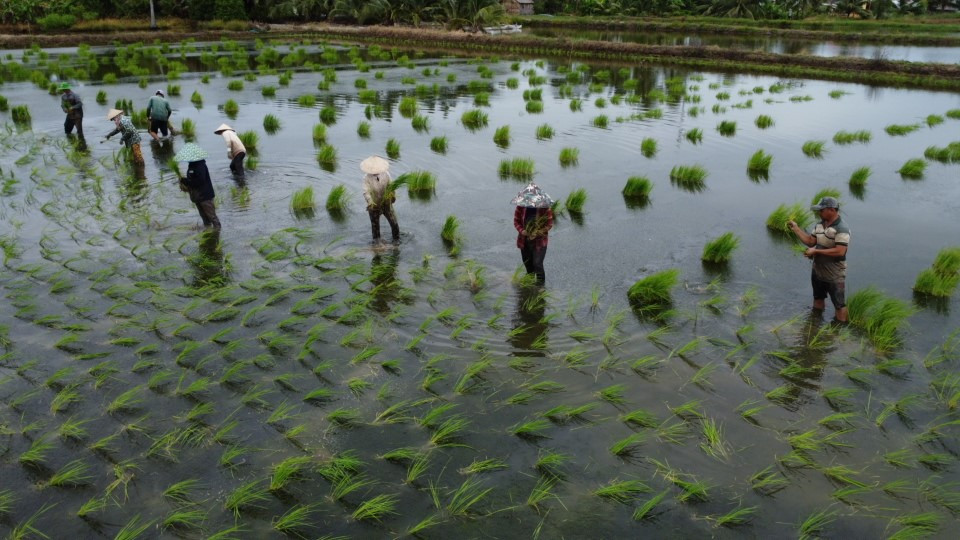 Kỹ thuật ném mạ này trên đất nuôi tôm có ưu điểm vừa nhàn, vừa nhanh và lại giúp cây lúa phát triển tốt trên vùng đất phèn mặn.