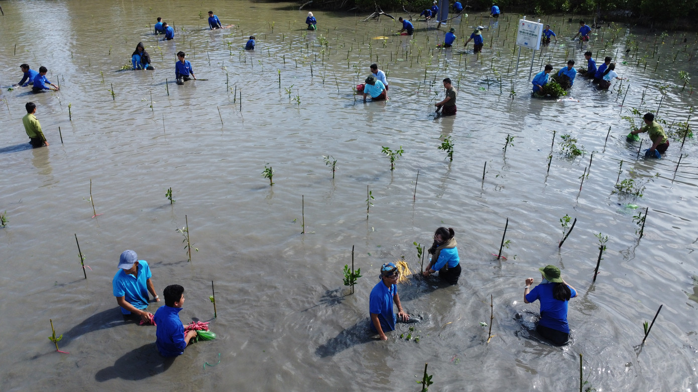 Đoàn viên, thanh niên cùng tham gia trồng cây chắn sóng, giữ đất ở khu vực đê biển Tây