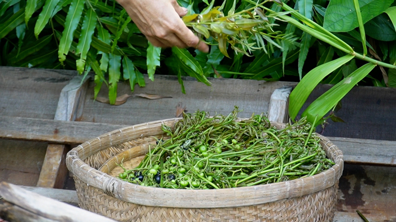 Cây choại và cây mua là hai loài cây bụi thường sinh trưởng và phát triển dưới tán rừng tràm U Minh Hạ (Cà Mau). Khi mùa mưa bắt đầu, những loài này sinh trưởng mạnh mẽ, với chồi non, hoa nở. Cây choại và cây mua là hai loài cây bụi thường sinh trưởng và phát triển dưới tán rừng tràm U Minh Hạ (Cà Mau). Khi mùa mưa bắt đầu, những loài này sinh trưởng mạnh mẽ, với chồi non, hoa nở.