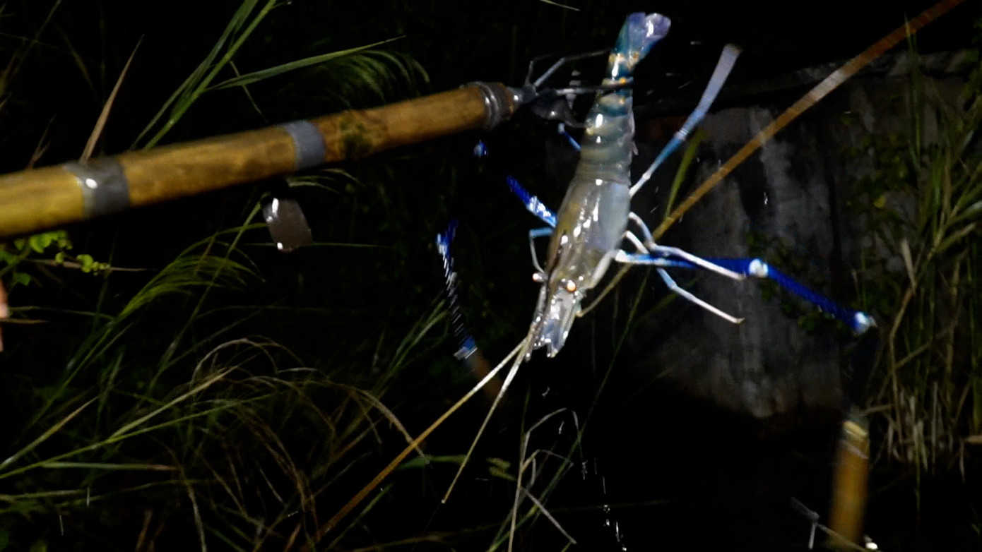 Đi soi đêm, ngoài việc bắt rắn để bán lấy tiền trang trải cuộc sống thì người dân còn bắt thêm được tôm càng, cua, cá để cải thiện bữa ăn hằng ngày.