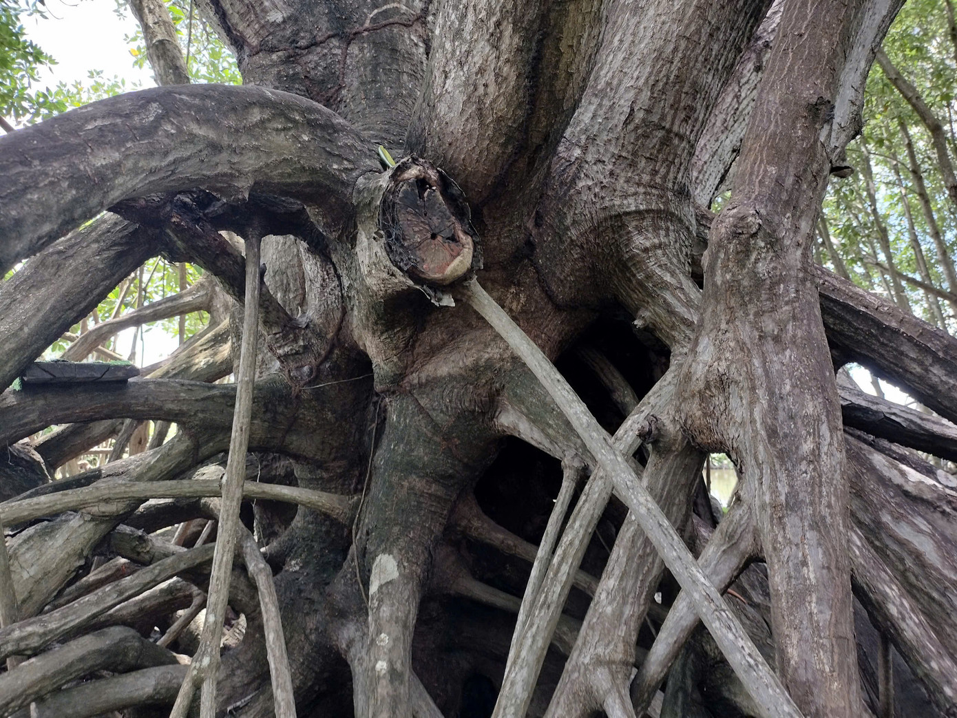 Ấy vậy mà ở vùng Đất Mũi, ông Lê Minh Tỵ ở thị trấn Rạch Gốc, huyện Ngọc Hiển đã giữ gìn cây đước có tuổi đời khoảng 60-80 năm vì thấy cây đước này giống như là cây đột biến.