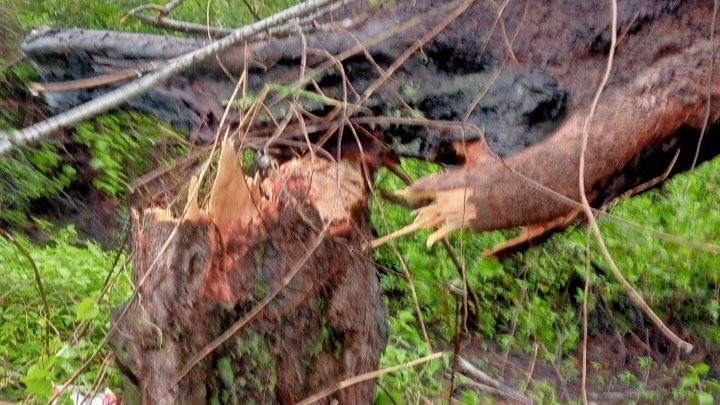 Cây dương bên đường bất ngờ đổ sập đè trúng vào người và xe máy anh T.