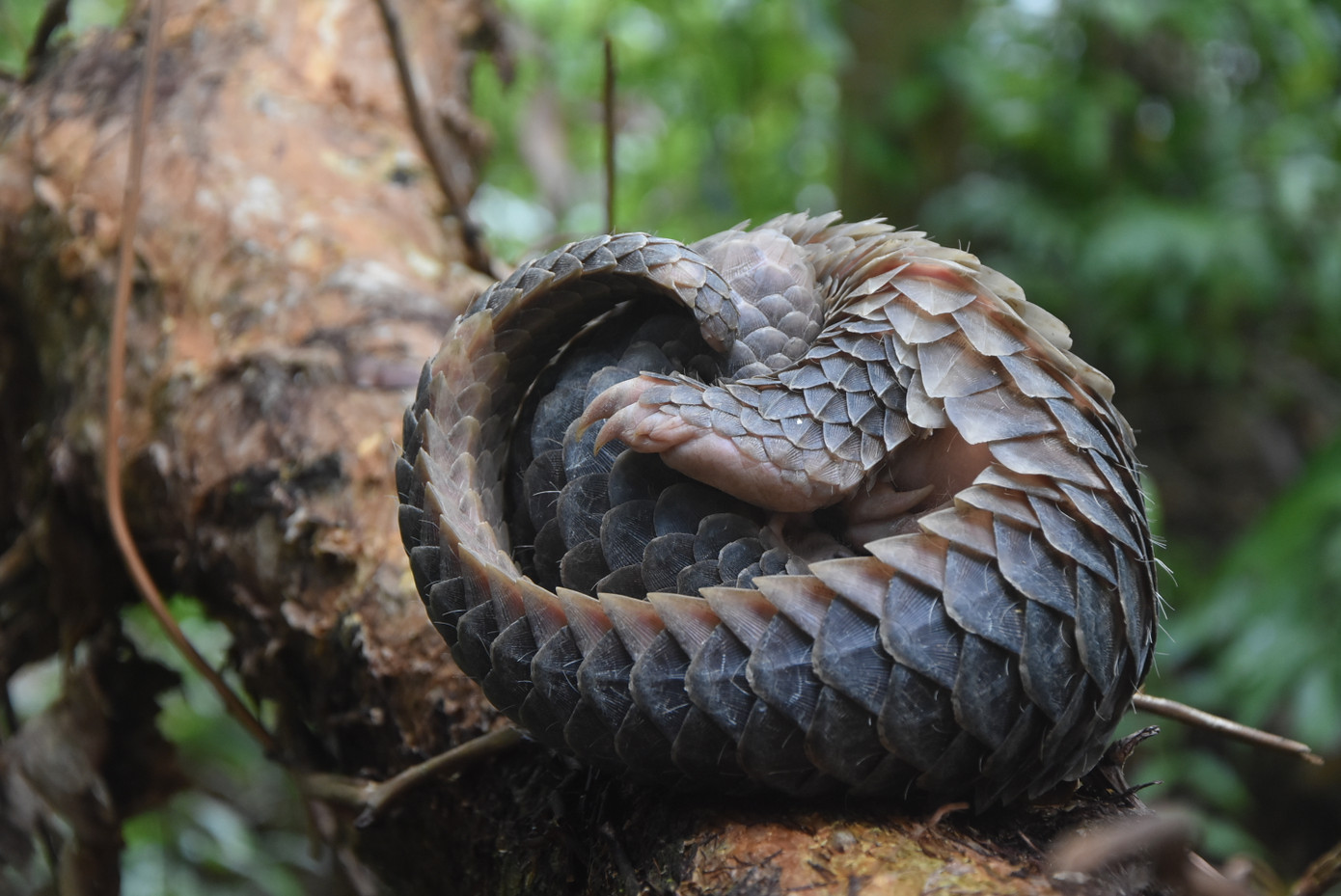 Tê tê được phát hiện tại Vườn quốc gia U Minh Hạ.