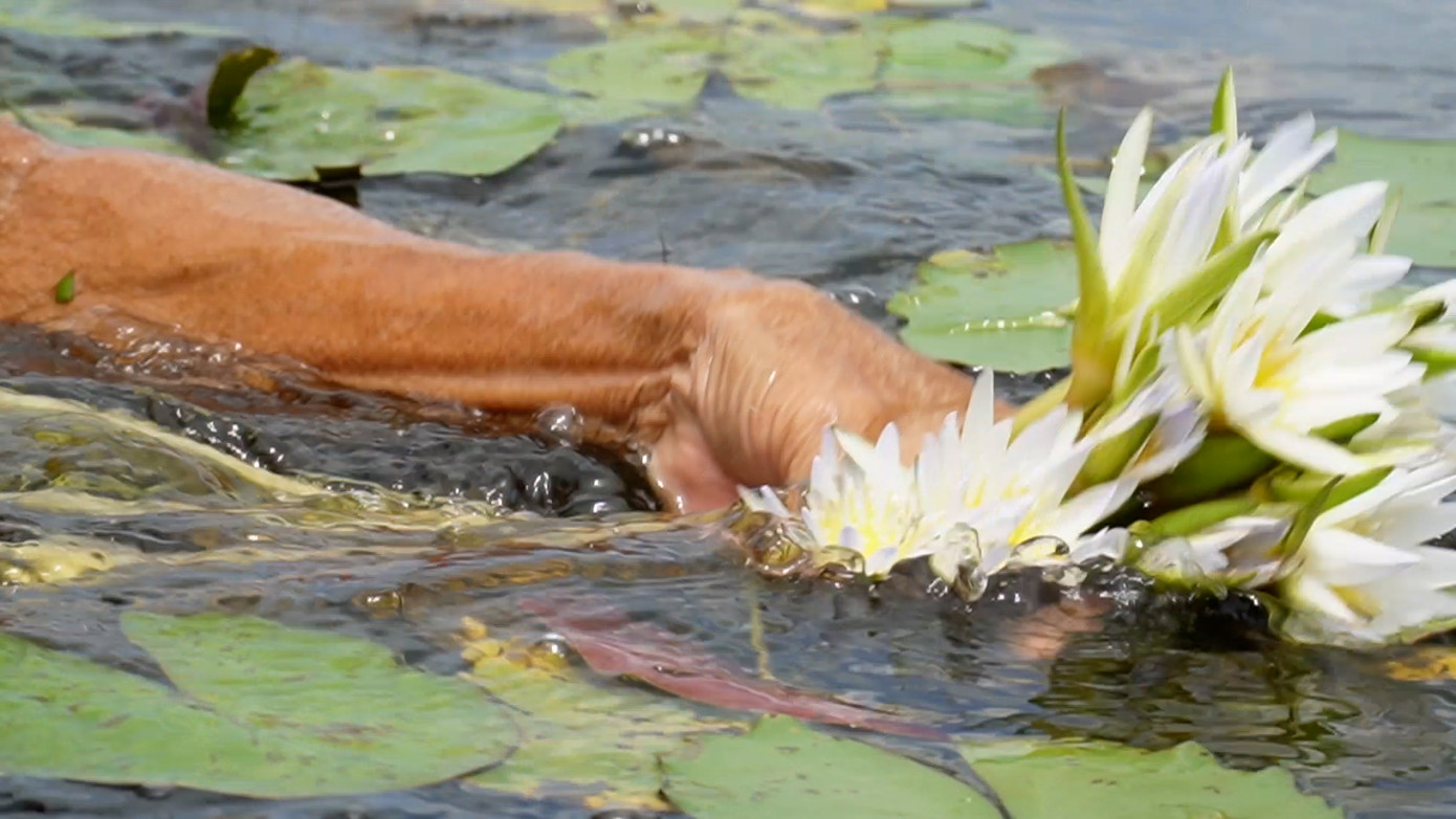 Người dân hái bông súng chỉ cần đi xuồng ra đồng súng rồi nắm phần cuống phía dưới bông kéo mạnh lên, phần mềm của cuống bông sát với gốc cây sẽ tự đứt.