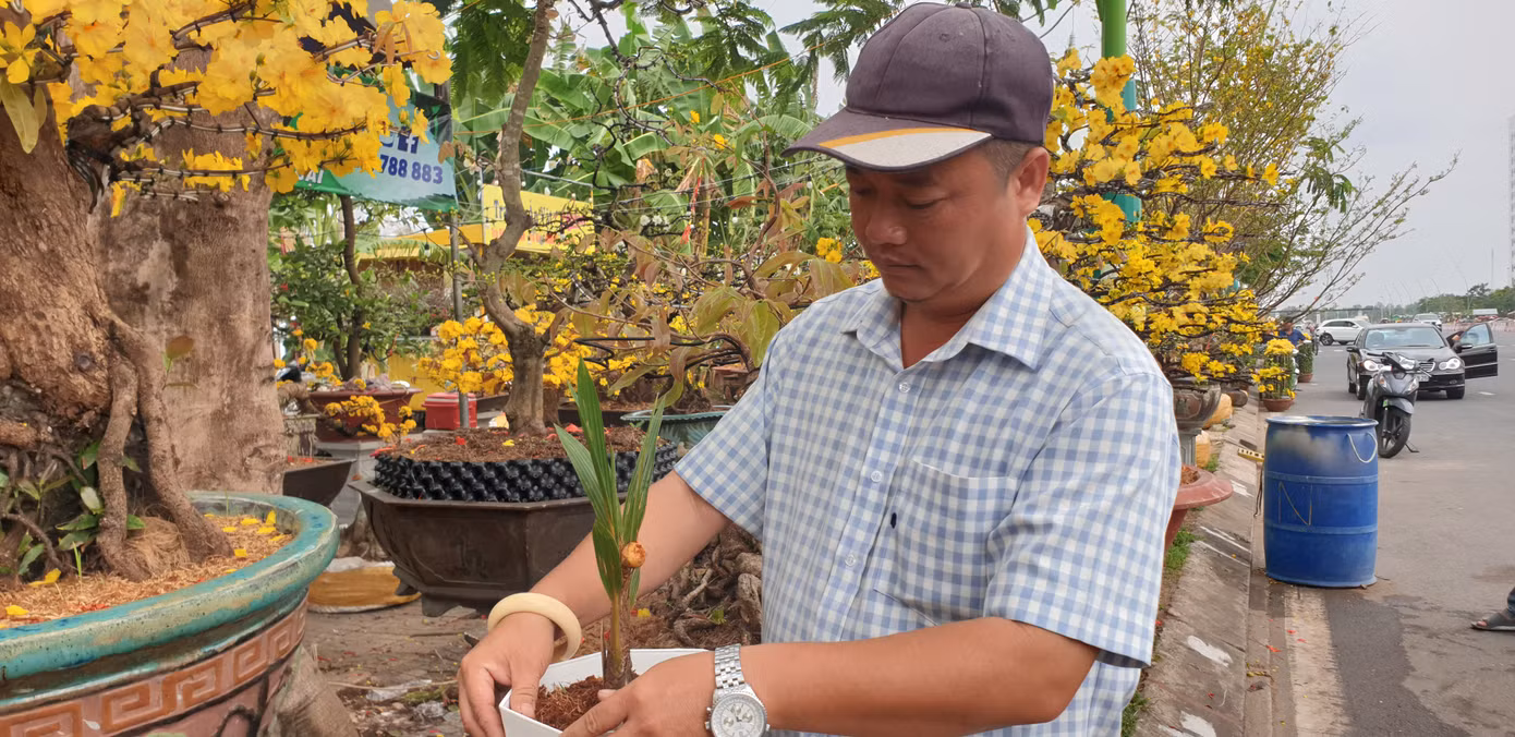 Ông Nguyễn Quang Định thấy cây dừa lạ nên trưng bày để người dân cùng xem chứ không có ý định bán. Ông Nguyễn Quang Định thấy cây dừa lạ nên trưng bày để người dân cùng xem chứ không có ý định bán.