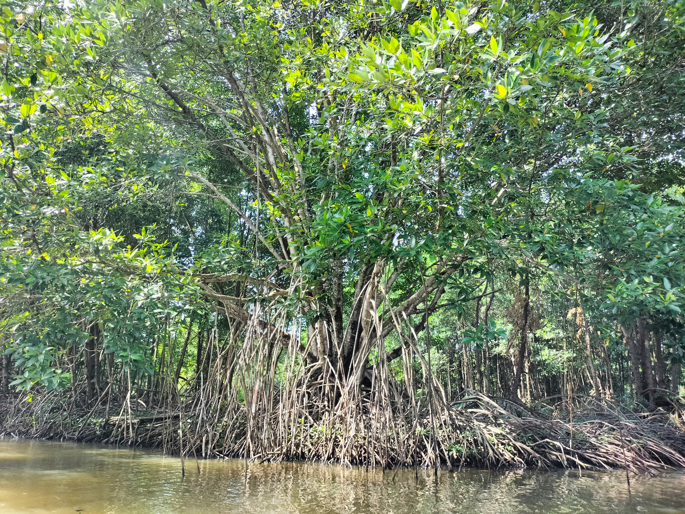 Cây đước là một trong những loài cây mang đặc trưng ở vùng Đất Mũi Cà Mau. Đước là loài cây thân gỗ, mọc thẳng, thân hình tròn và có bộ rễ theo hình chùm, bám sâu giúp cây vững chắc. Thông thường, cây đước khi đạt đến 25 năm tuổi thì được khai thác.