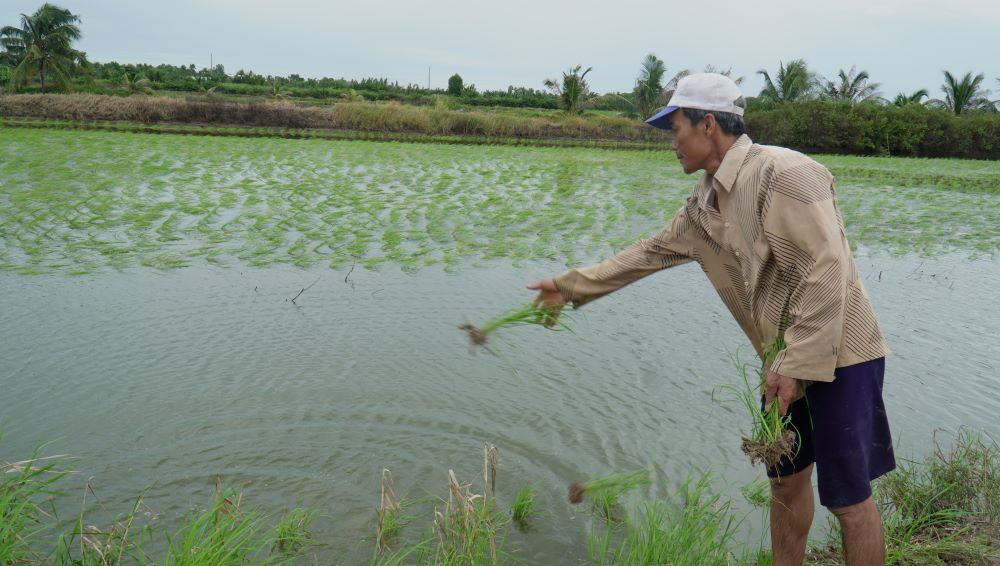 Chủ vuông tôm tận dụng mạ còn sót lại ném cặp bờ vuông.