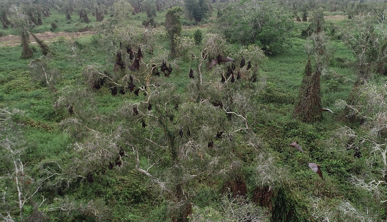 Quần thể dơi ngựa trong Vườn quốc gia U Minh Hạ. Loài dơi này được ghi nhận là thành viên lớn nhất của họ dơi với sải cánh rất dài.