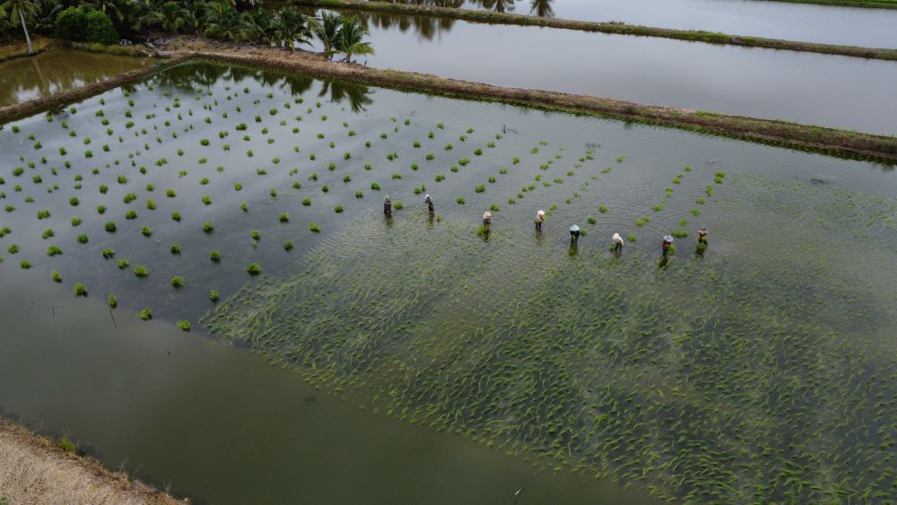 Từ khoảng tháng 7 - 8 (âm lịch), các cánh đồng lúa - tôm ở huyện Thới Bình sẽ nhộn nhịp tiếng cười nói rôm rả của những người nông dân nhổ mạ hay các “thợ” ném lúa cho kịp thời vụ.