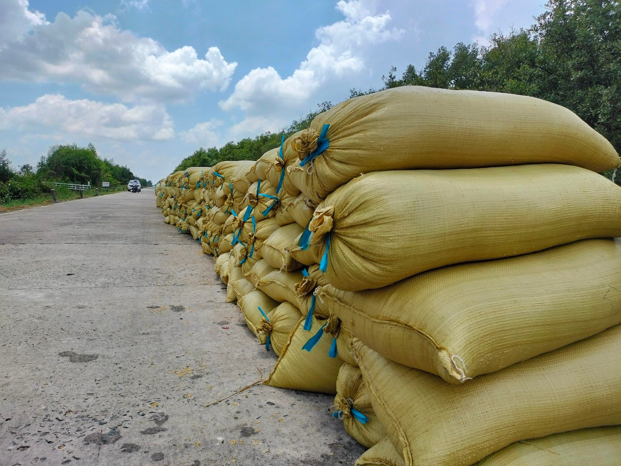 Việc vận chuyển lúa của bà con Cà Mau mất nhiều công đoạn, chủ yếu dùng đường bộ, do các tuyến kênh, rạch cạn nước, ghe thuyền không thể đi.