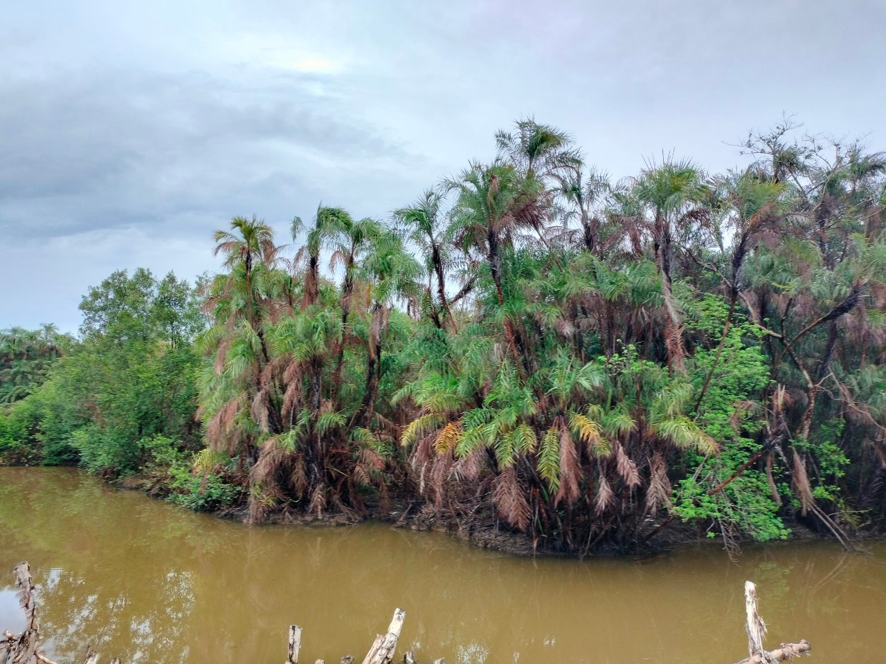 Ông Trần Ngọc Đảm - Chủ tịch UBND xã Đông Hưng, huyện Cái Nước - cho biết, vườn chim có loại cây Chà Là chưa được khai thác có hiệu quả. Chính quyền địa phương mong muốn được tỉnh đầu tư để thành điểm bảo tồn thiên nhiên, kết hợp du lịch sinh thái, góp phần phát triển kinh tế - xã hội của địa phương.