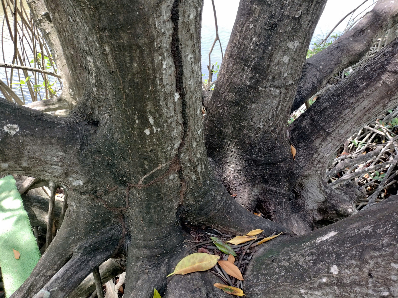 Ông Lê Minh Tỵ cho hay du khách đến tham quan ai cũng thích và căn dặn phải gìn giữ cây đước này lại để khi có những người con xa quê vài chục năm trở về thì vẫn nhớ đến cây đước này. "Việc giữ gìn và phát huy giá trị cây đước cổ thụ là cần thiết để góp phần quảng bá hình ảnh đặc trưng vùng đất Cà Mau đến với bạn bè gần xa", ông Tỵ nói.