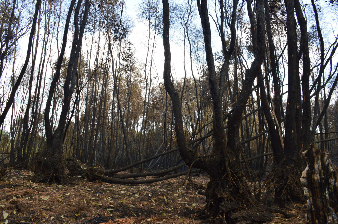 Hiện trạng rừng sau vụ cháy.