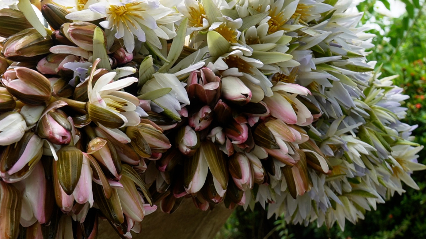 Mỗi ngày, một người nhổ bông súng "ma" bán cũng thu nhập được từ 50.000-100.000 đồng.