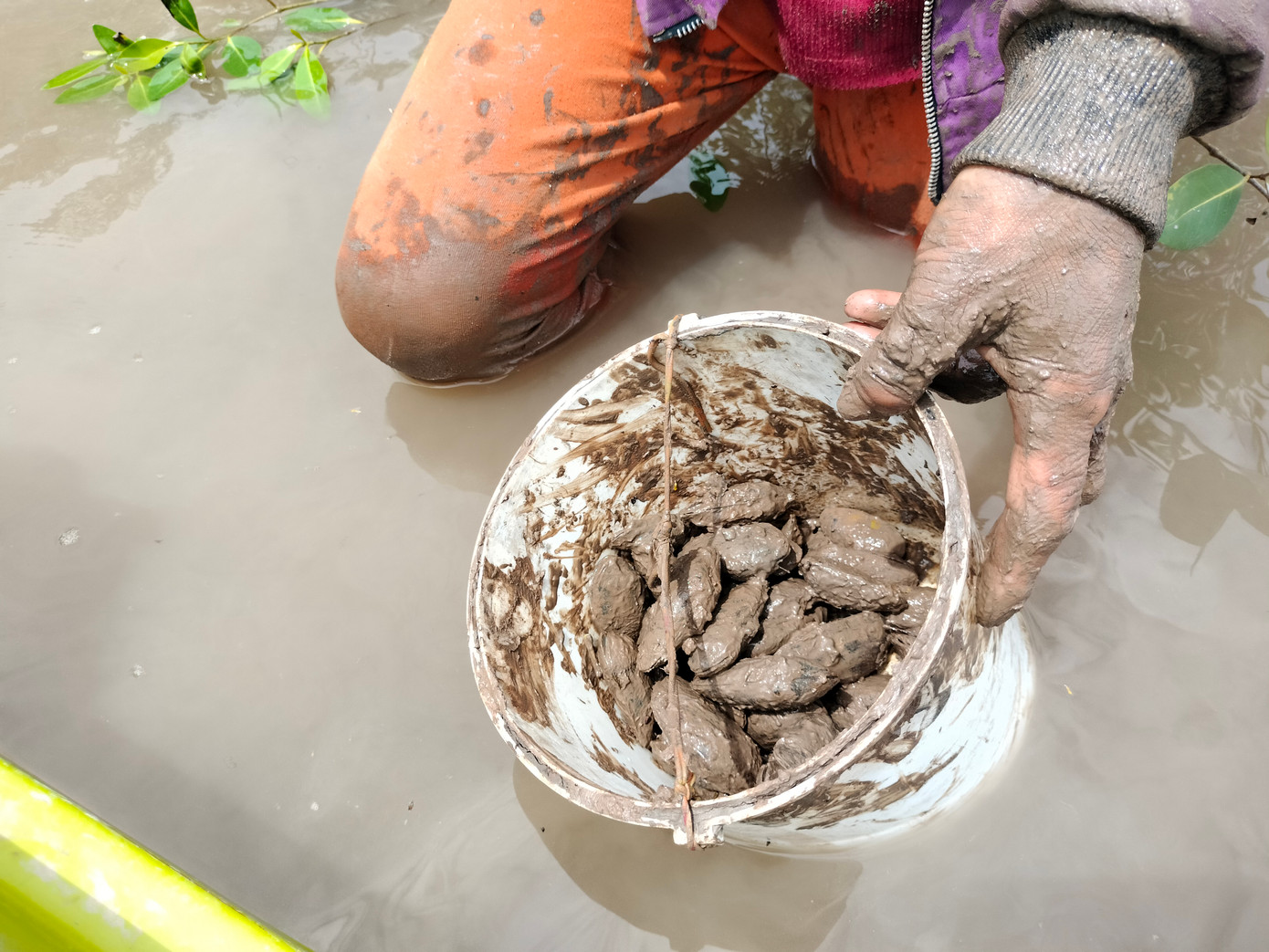 Chem chép biển là loài nhuyễn thể, sống nhiều ở vùng đất ngập nước Cà Mau. Loài này thường sinh sống ở những vùng đầm lầy nước mặn, nơi có thủy triều thường xuyên lên xuống.