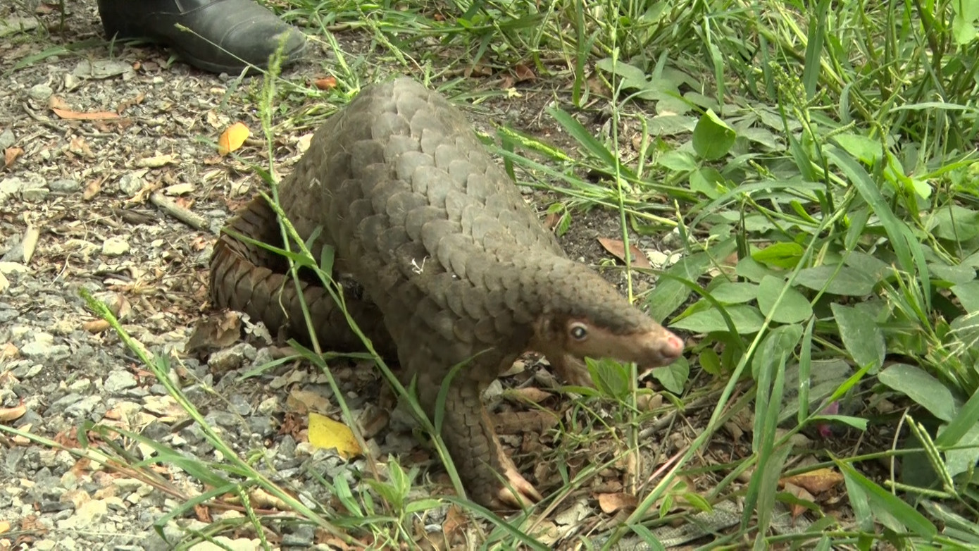 Tê tê java quý hiếm. Tê tê java quý hiếm.