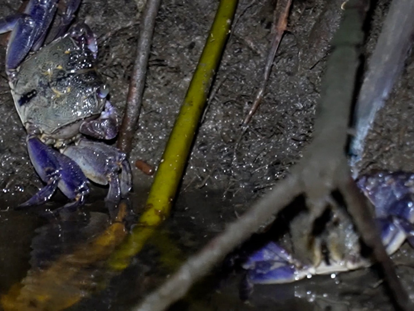 Nhiều người dân cho biết, cái tên ba khía bắt nguồn từ xa xưa, khi người dân có thói quen đặt tên theo đặc điểm ngoại hình. Người ta thấy trên mai màu sẫm của loại vật này có 3 khía (rãnh nhỏ), nên gọi con ba khía.