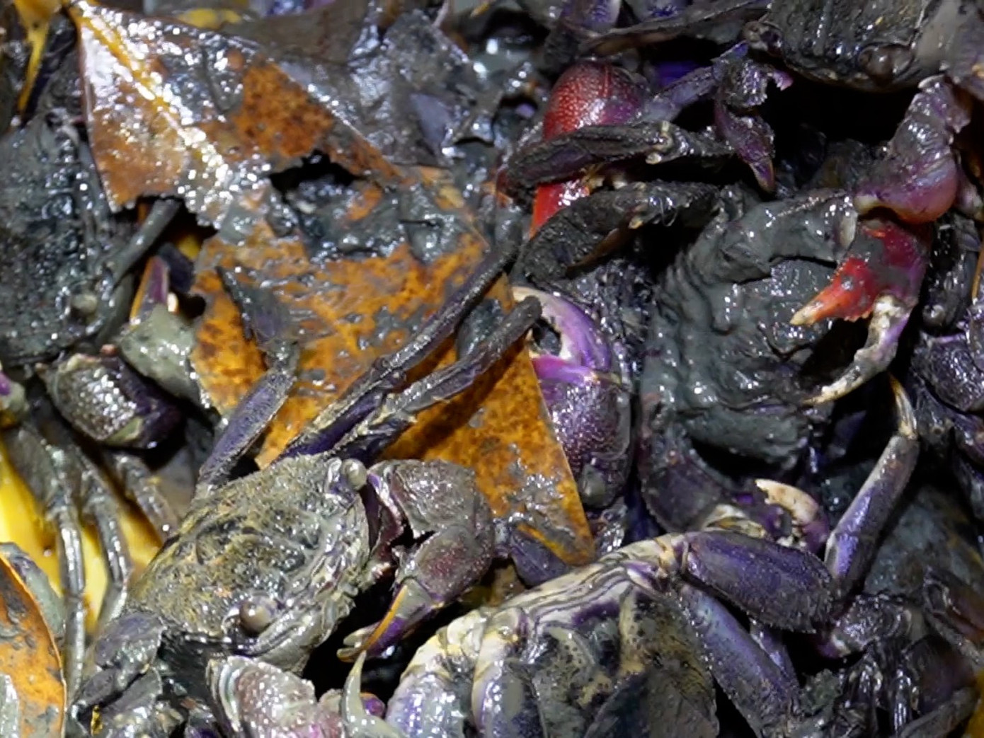 Mỗi ký ba khía loại to (10-20 con/kg) sẽ được bán với giá từ 30.000 - 50.000 đồng. Mỗi đêm, người dân bắt ba khía có thể kiếm được từ 150.000 - 200.000 đồng. Những đêm tối trời, ba khía ra nhiều, người bắt có thể “trúng” lớn, bán được khoảng 500.000 đồng.