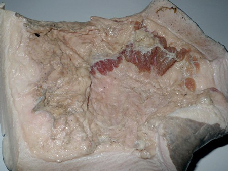 Phần còn lại của con bò biển nặng 100 kg bị sát hại ở Phú Quốc