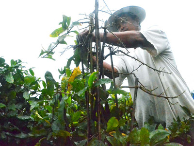 Trời lạnh cứu nguy cho thủ phủ mai tết Nhơn An