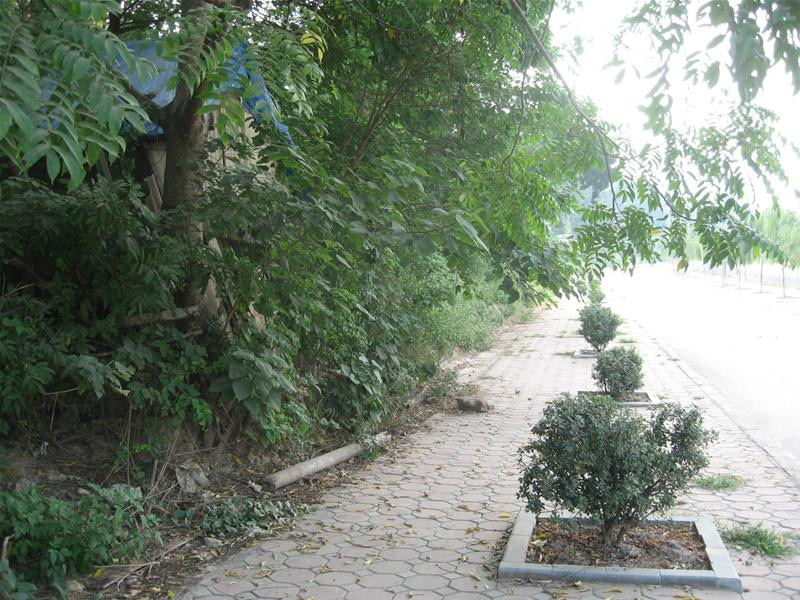 Cây cối đua nhau mọc um tùm trên con đường tiền tỷ bị lãng quên đã 3 năm nay. (Đường song song với đường Bưởi).