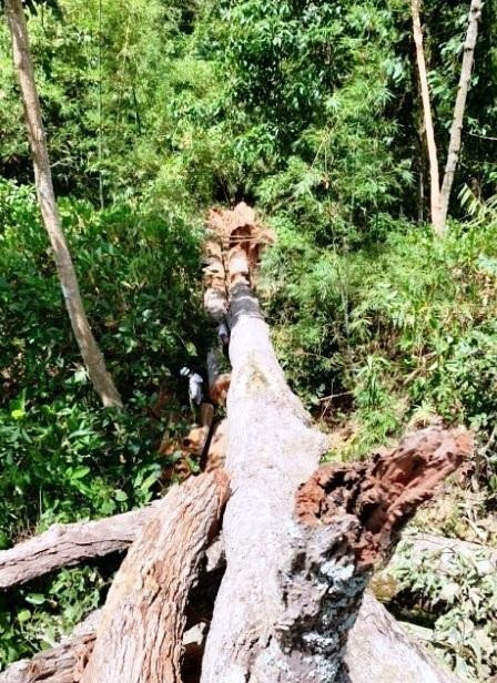 Hiện trường cưa hạ gỗ tại lâm phần Cty TNHH MTV Lâm nghiệp Ia Pa. Ảnh huyện cung cấp Hiện trường cưa hạ gỗ tại lâm phần Cty TNHH MTV Lâm nghiệp Ia Pa. Ảnh huyện cung cấp