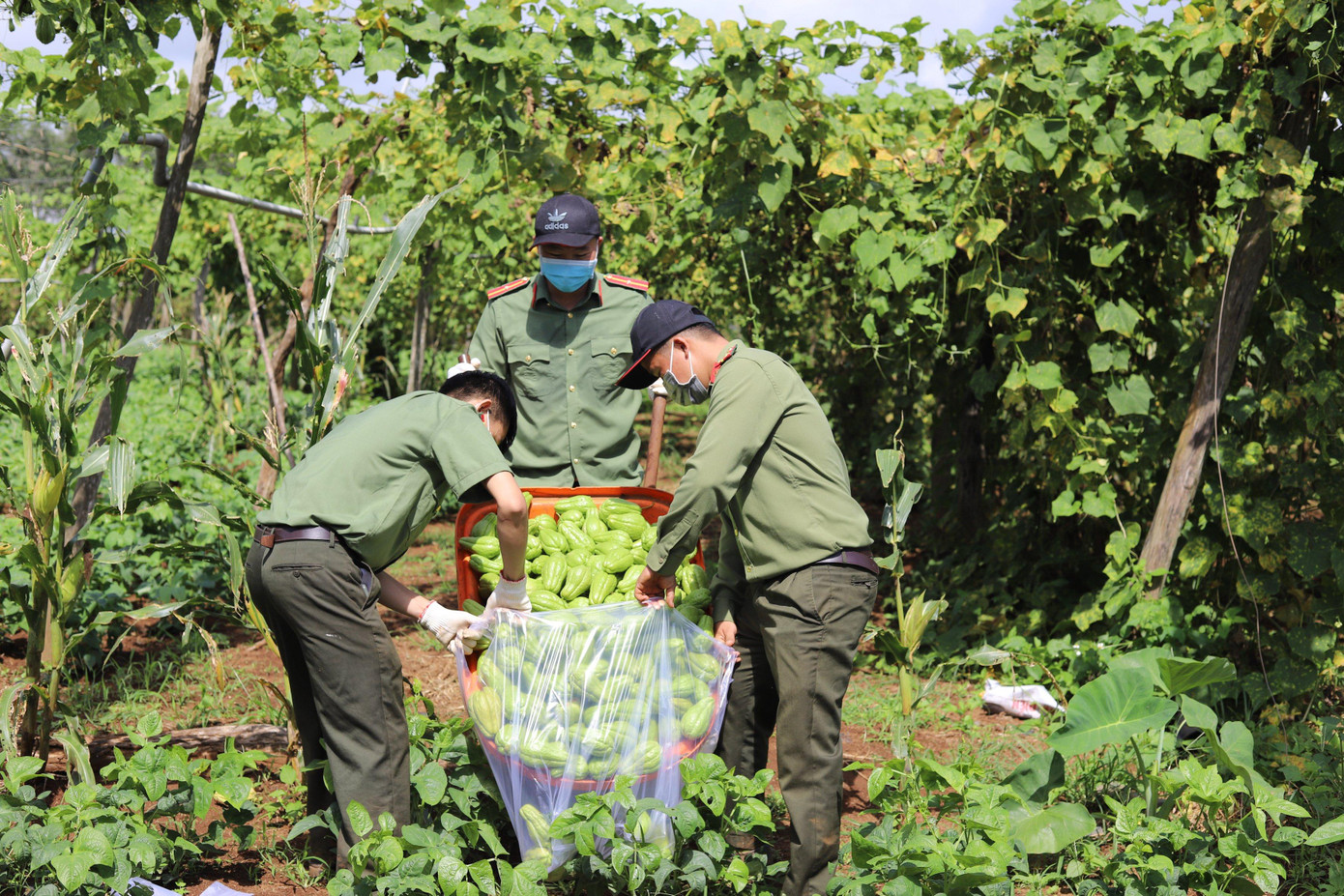 Ngoài đi vận động, đoàn thanh niên Công an huyện Cư M'gar hăng hái xắn tay thu hái nông sản Ngoài đi vận động, đoàn thanh niên Công an huyện Cư M'gar hăng hái xắn tay thu hái nông sản