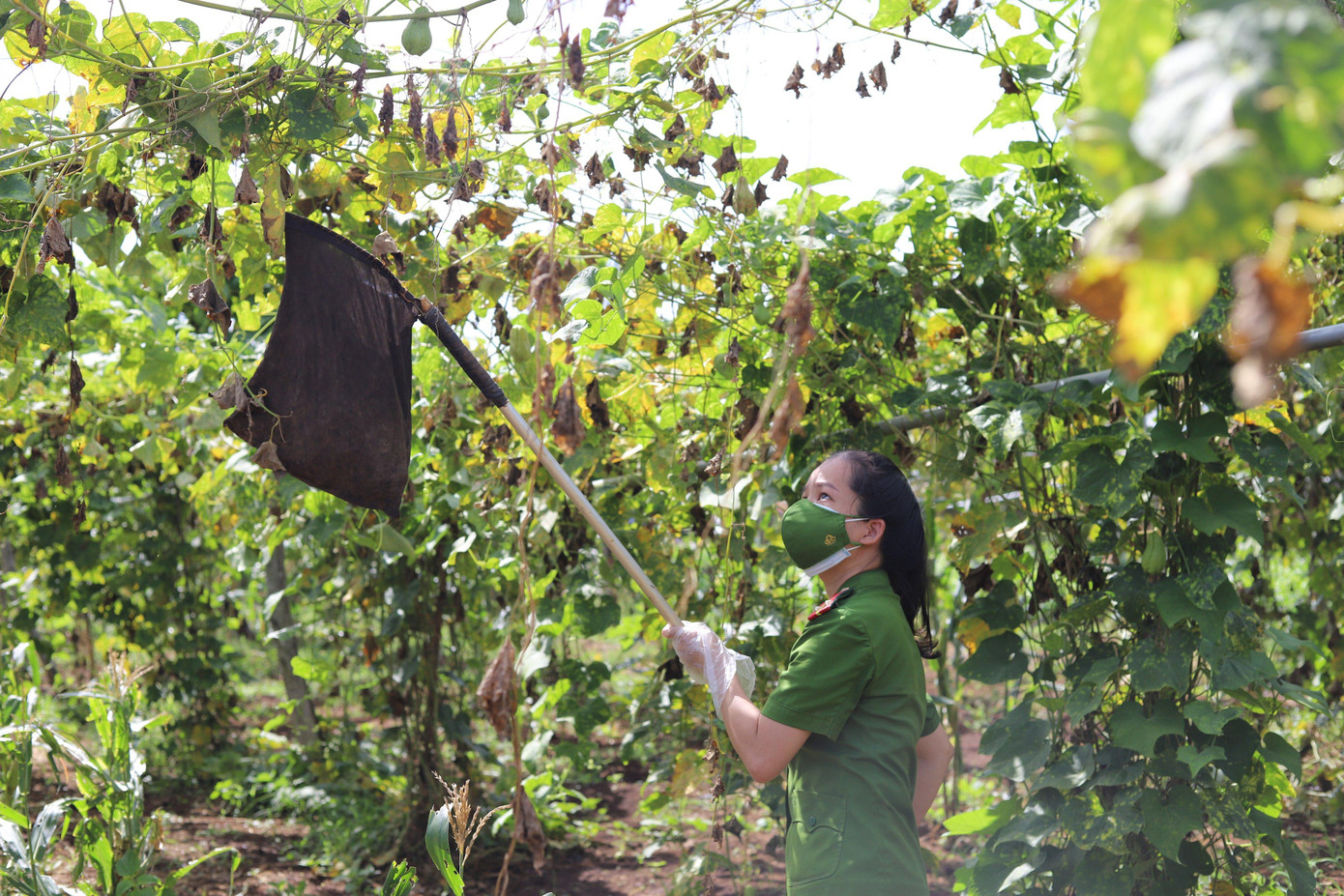 Nữ chiến sĩ Công án huyện Cư M'gar hái su su tiếp sức tuyến đầu Nữ chiến sĩ Công án huyện Cư M'gar hái su su tiếp sức tuyến đầu