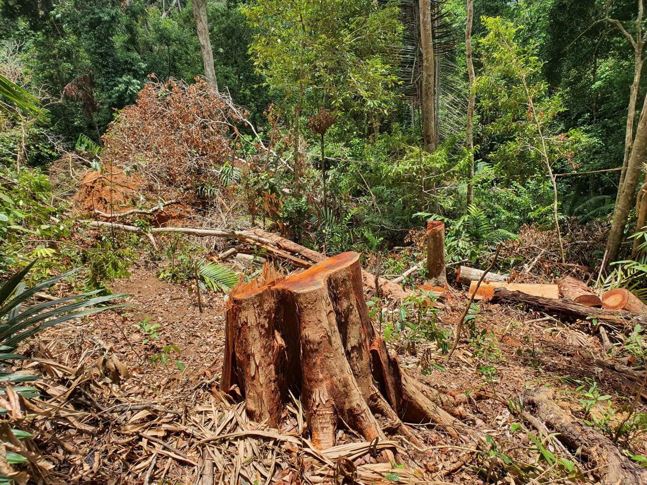 Gỗ xẻ xong đã được vận chuyển đi, chỉ còn trơ lại gốc Gỗ xẻ xong đã được vận chuyển đi, chỉ còn trơ lại gốc