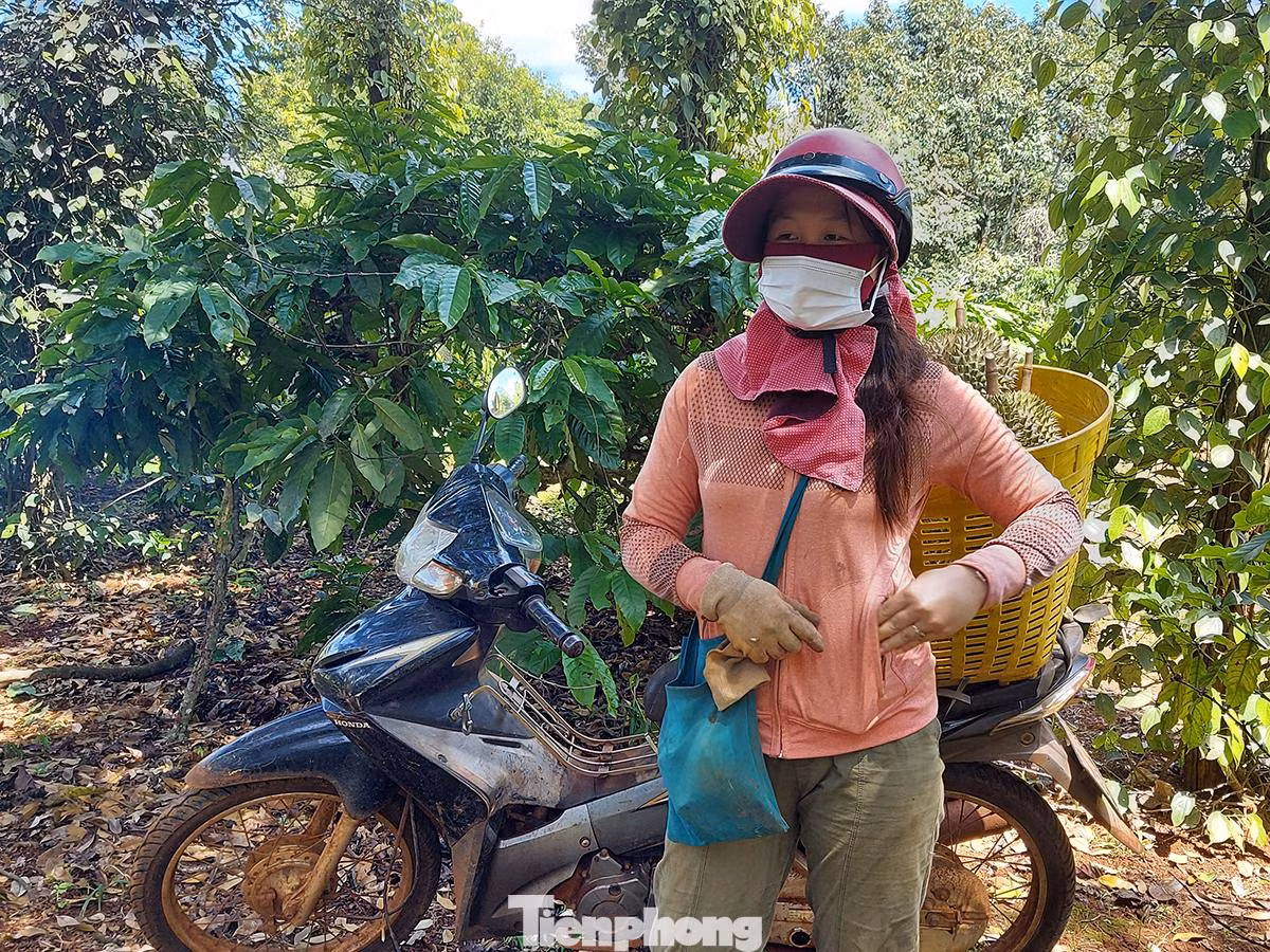 Chị Lý Thị Ân, chủ vựa sầu riêng ở xã Cư Suê, huyện Cư M'gar cho biết, nhiều khi không thuê được thợ, chị tự trèo lên hái luôn, không thua kém đàn ông.
