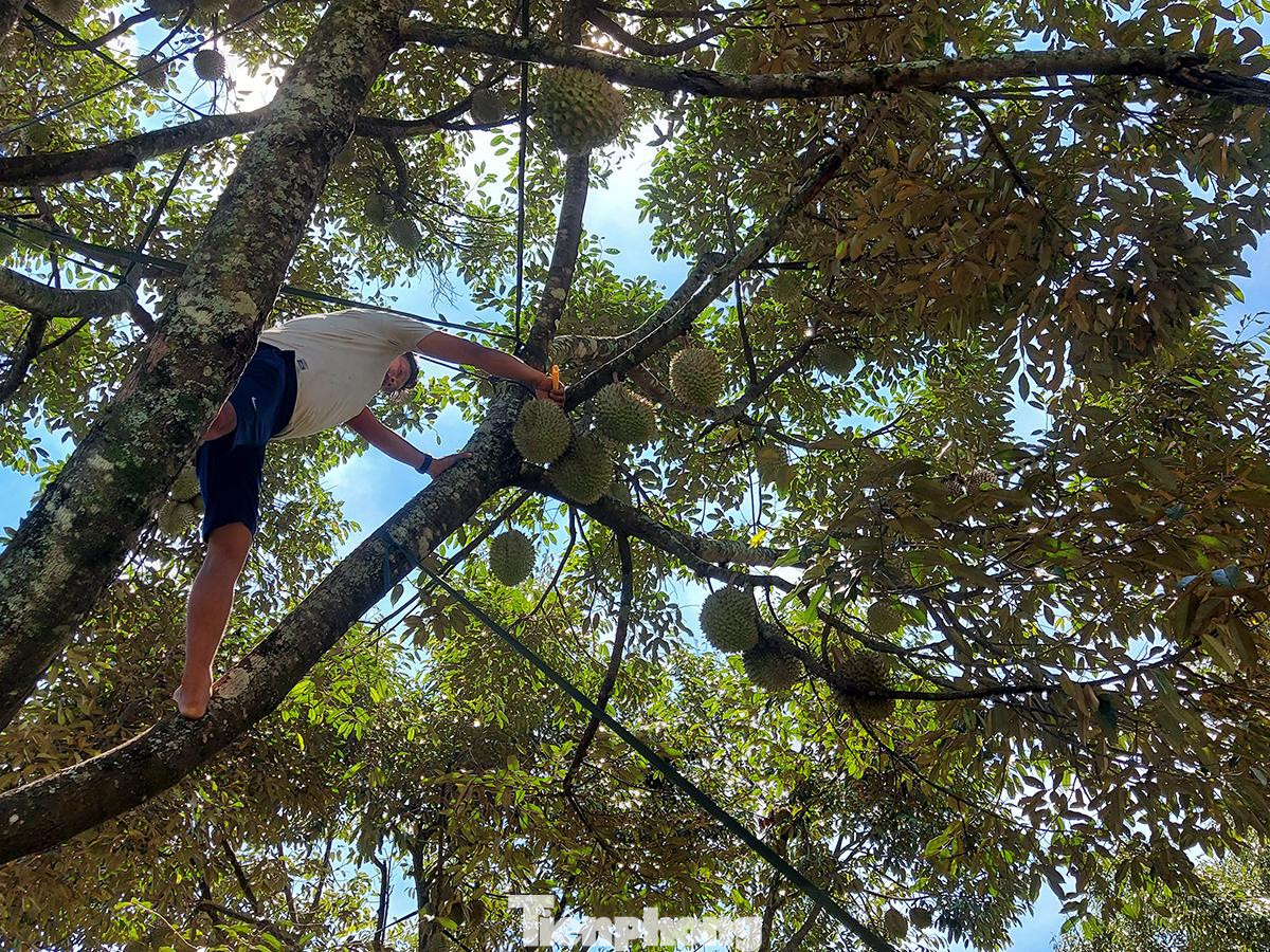 Vì đặc tính vỏ dày, nhiều gai nhọn cộng thêm việc mọc trên những tán cây cao, việc thu hái sầu riêng vì thế cũng vô cùng khó khăn. Cùng với phán đoán bằng mắt thường dựa vào bề ngoài của vỏ, người hái sầu thường dùng chiếc dao nhỏ (loại dao gọt hoa quả) gõ vào từng quả để kiểm tra độ chín, sau đó cắt cuống trái sầu riêng rồi thả xuống đất. Vì đặc tính vỏ dày, nhiều gai nhọn cộng thêm việc mọc trên những tán cây cao, việc thu hái sầu riêng vì thế cũng vô cùng khó khăn. Cùng với phán đoán bằng mắt thường dựa vào bề ngoài của vỏ, người hái sầu thường dùng chiếc dao nhỏ (loại dao gọt hoa quả) gõ vào từng quả để kiểm tra độ chín, sau đó cắt cuống trái sầu riêng rồi thả xuống đất.